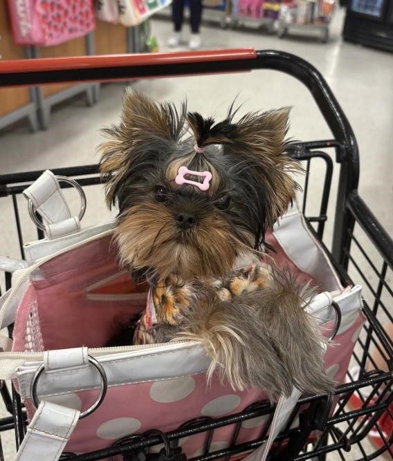 How to Verify a Dog Breeder and Avoid Puppy Scams Online.