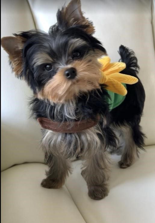 Teacup vs Standard Yorkshire Terriers: Size, Health, and Care Differences.