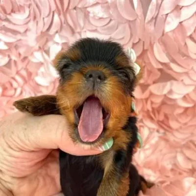 328907694_731892185321493_7249300282352773474_n